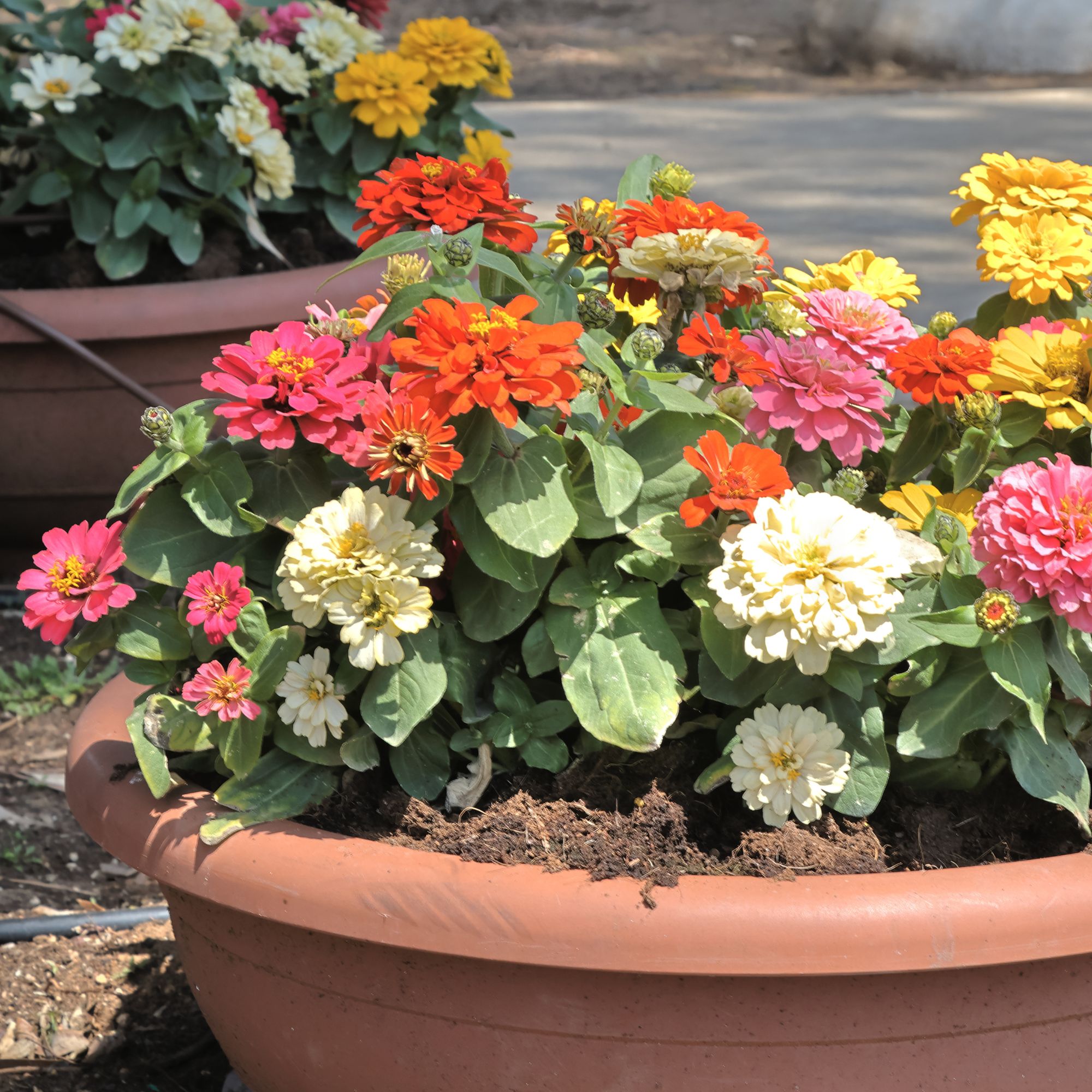 dahlias in container