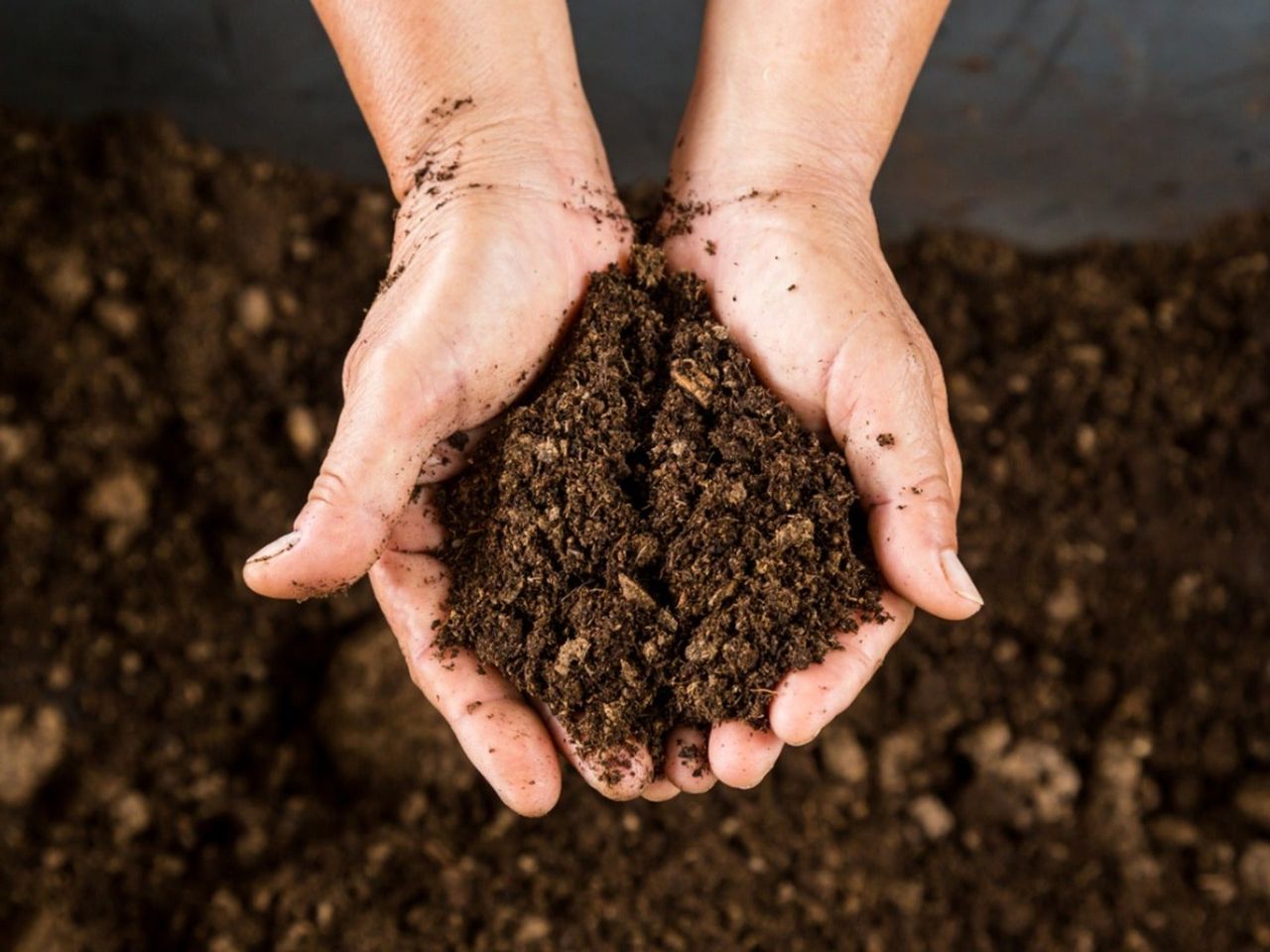 Upturned hands holding soil