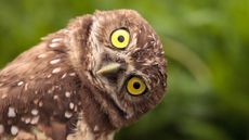 Funny burrowing owl (Athene cunicularia) tilts its head outside its burrow on Marco Island, Florida.