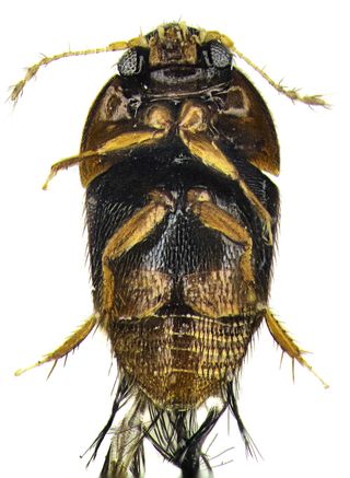Tiny Beetle - Phytotelmatrichis osopaddington