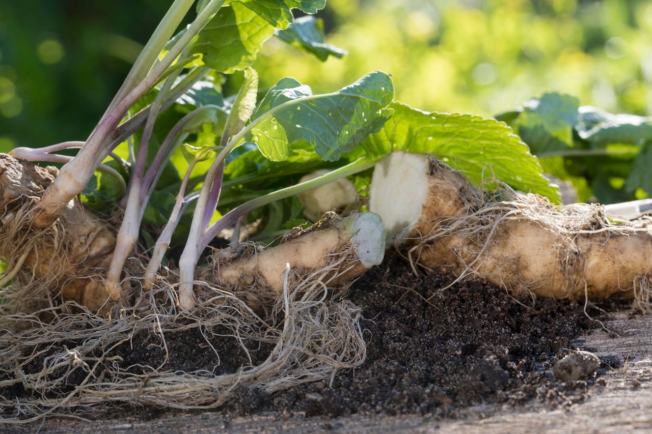 How to grow horseradish