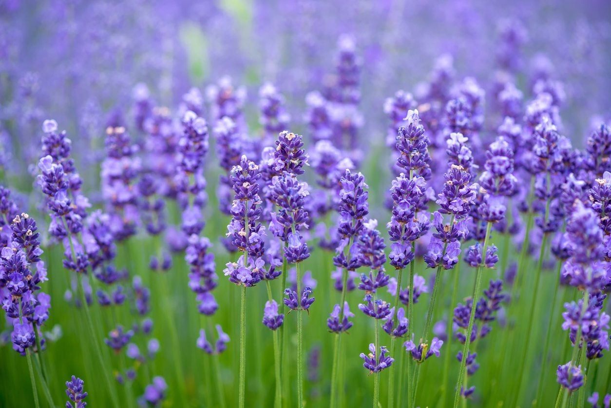 zone 9 lavender