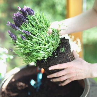 hands planting lavender in a pot