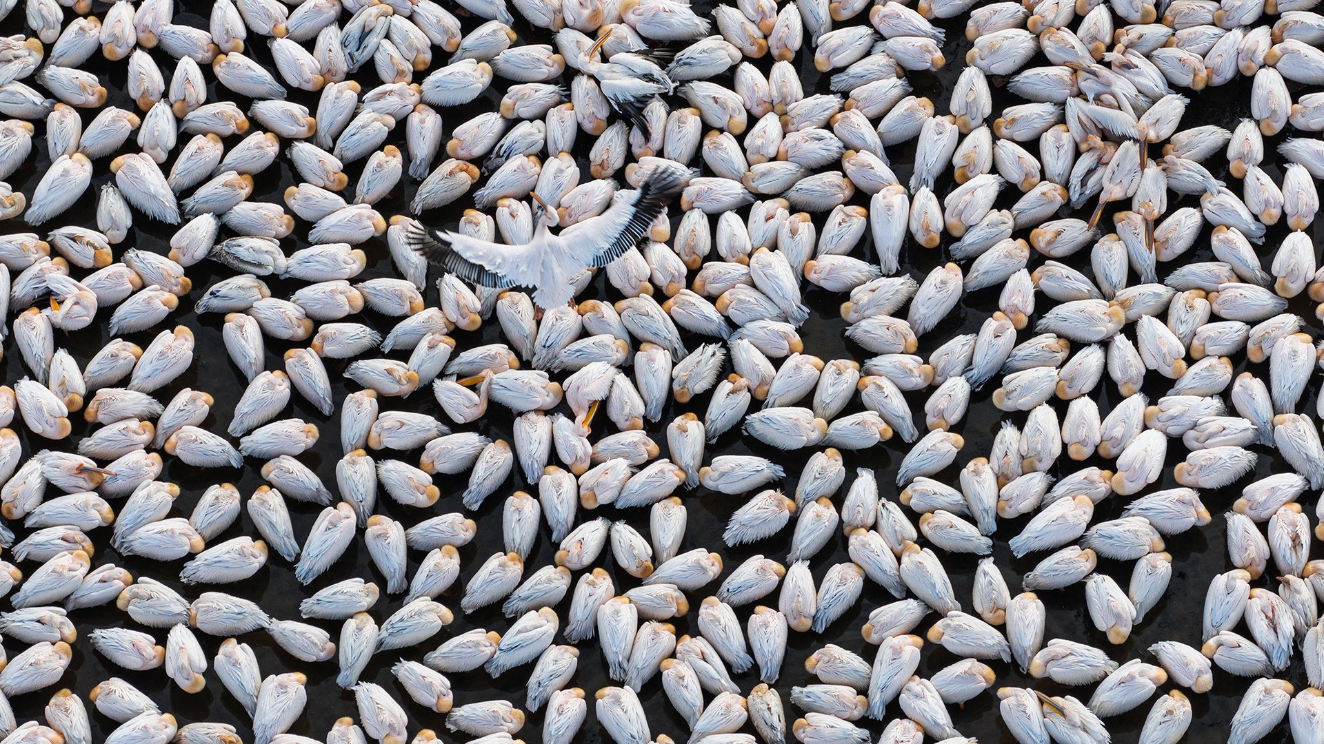 
                                An aerial view shows white pelicans gathering at Lake Çavuşçu during a migration stopover near Konya in central Turkey
                            