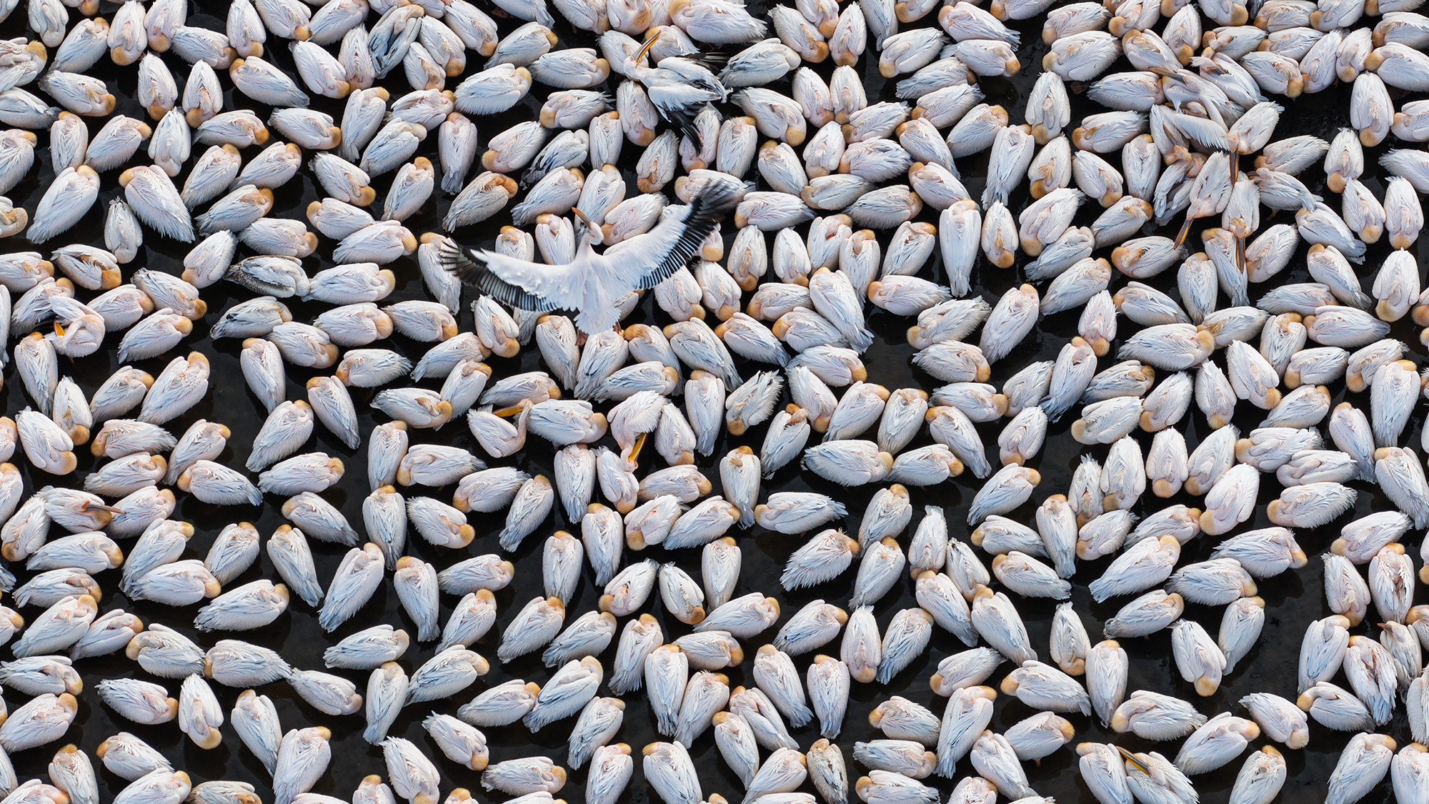 An aerial view shows white pelicans gathering at Lake &amp;Ccedil;avu&amp;#351;&amp;ccedil;u during a migration stopover near Konya in central Turkey