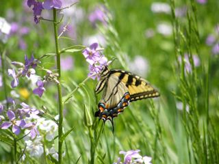 how to plant a wildlife meadow: butterfly on flowers