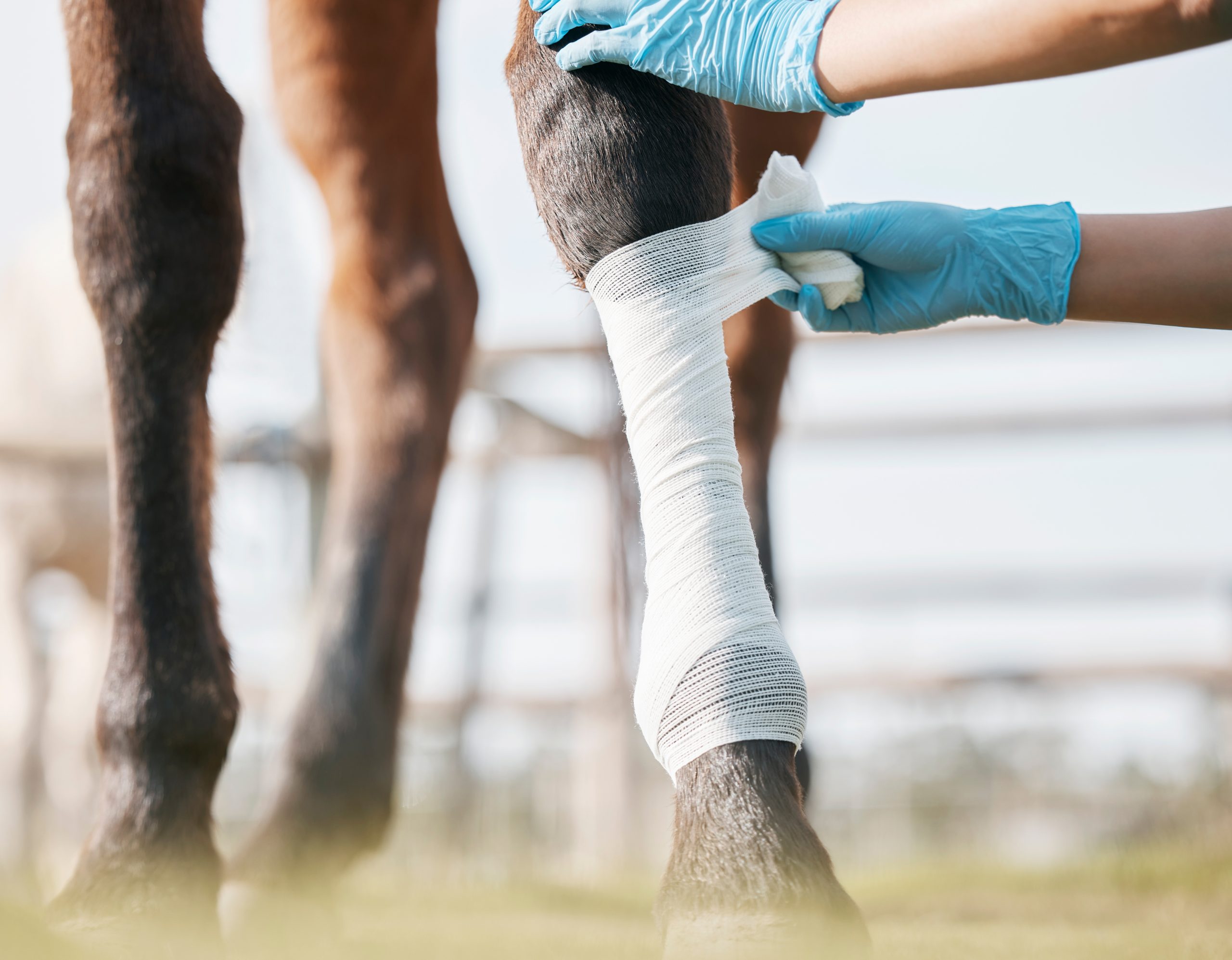 Gloved hands bandaging horse leg