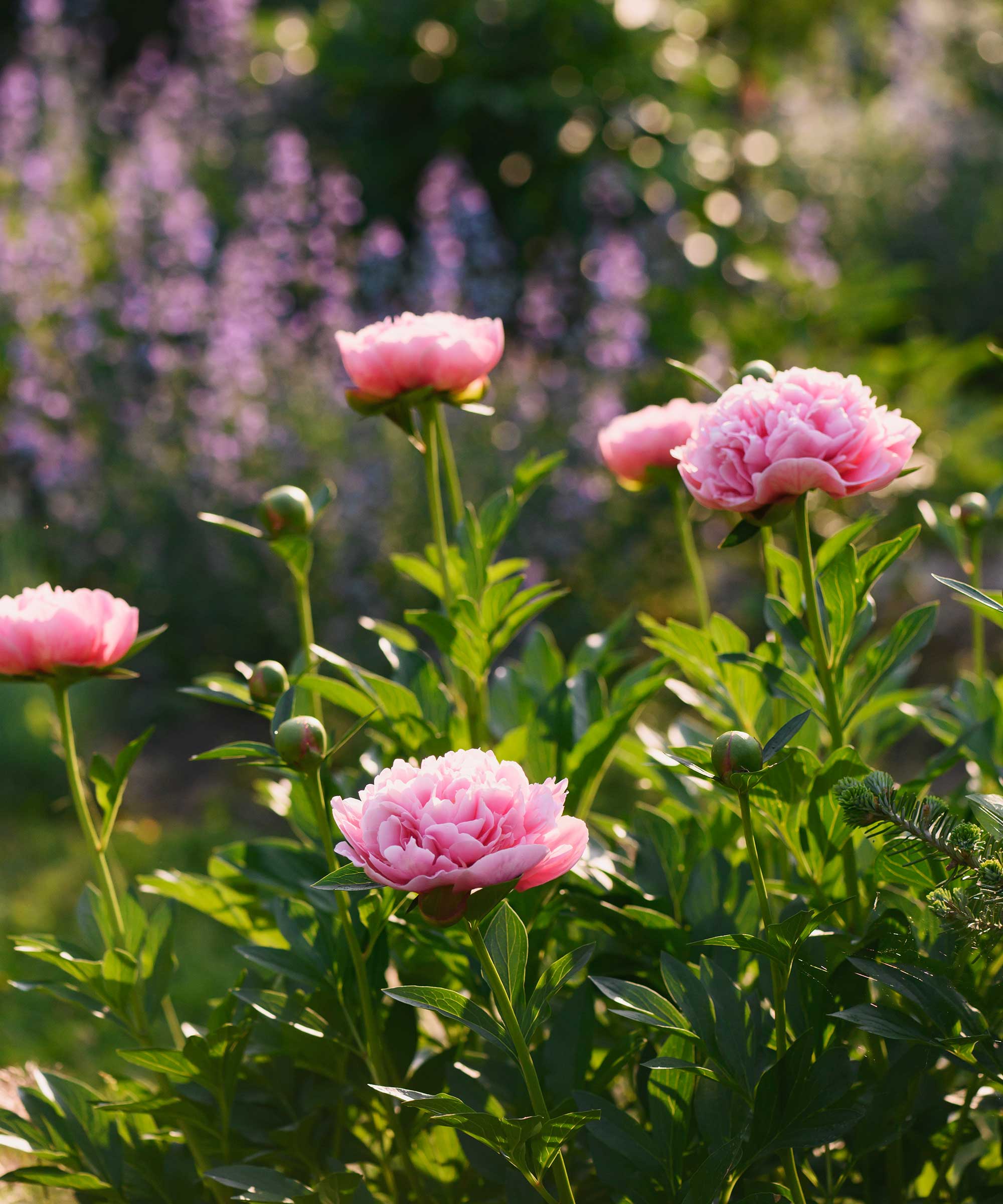 pink peony 'Etched Salmon' in garden
