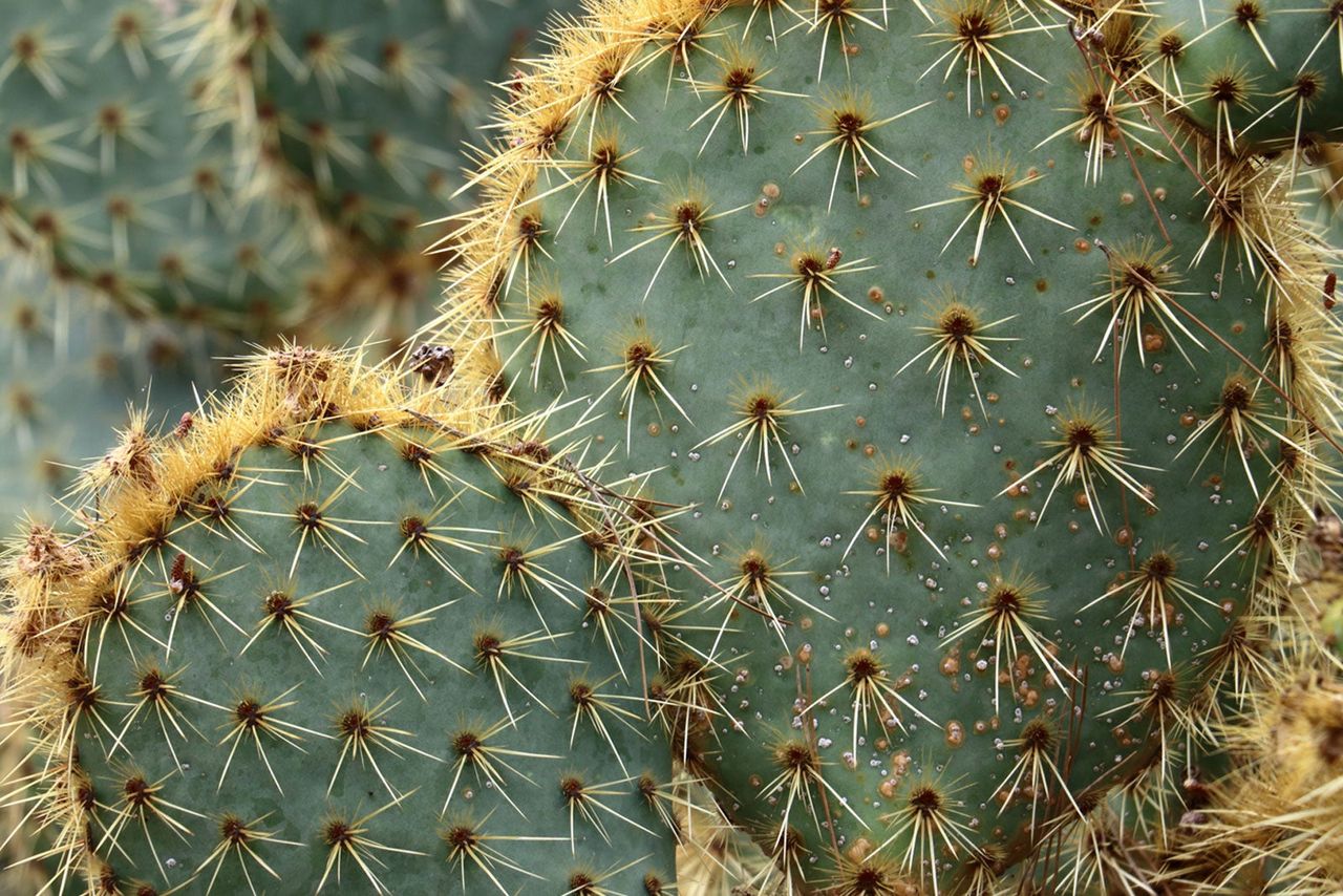 blue green cactus