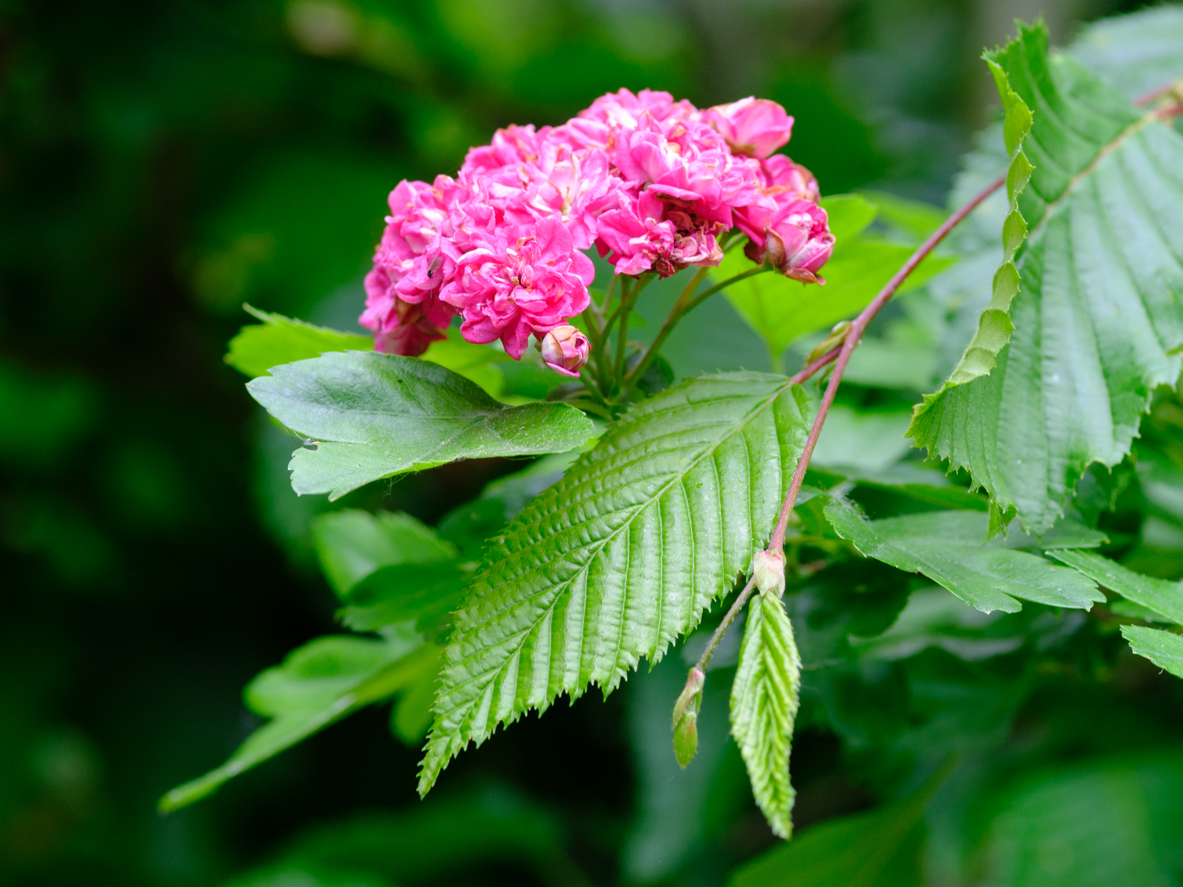 A cropped photo of a pink flower and green leaves. The image still looks very sharp.