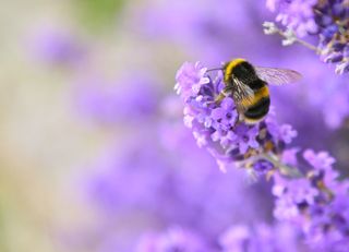 Bumblebee on a purple flower