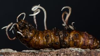 The parasitic fungus cordyceps entomorrhiza emerging from body of larva of beetle in the family Cerambycidae on a piece of bark with a black background