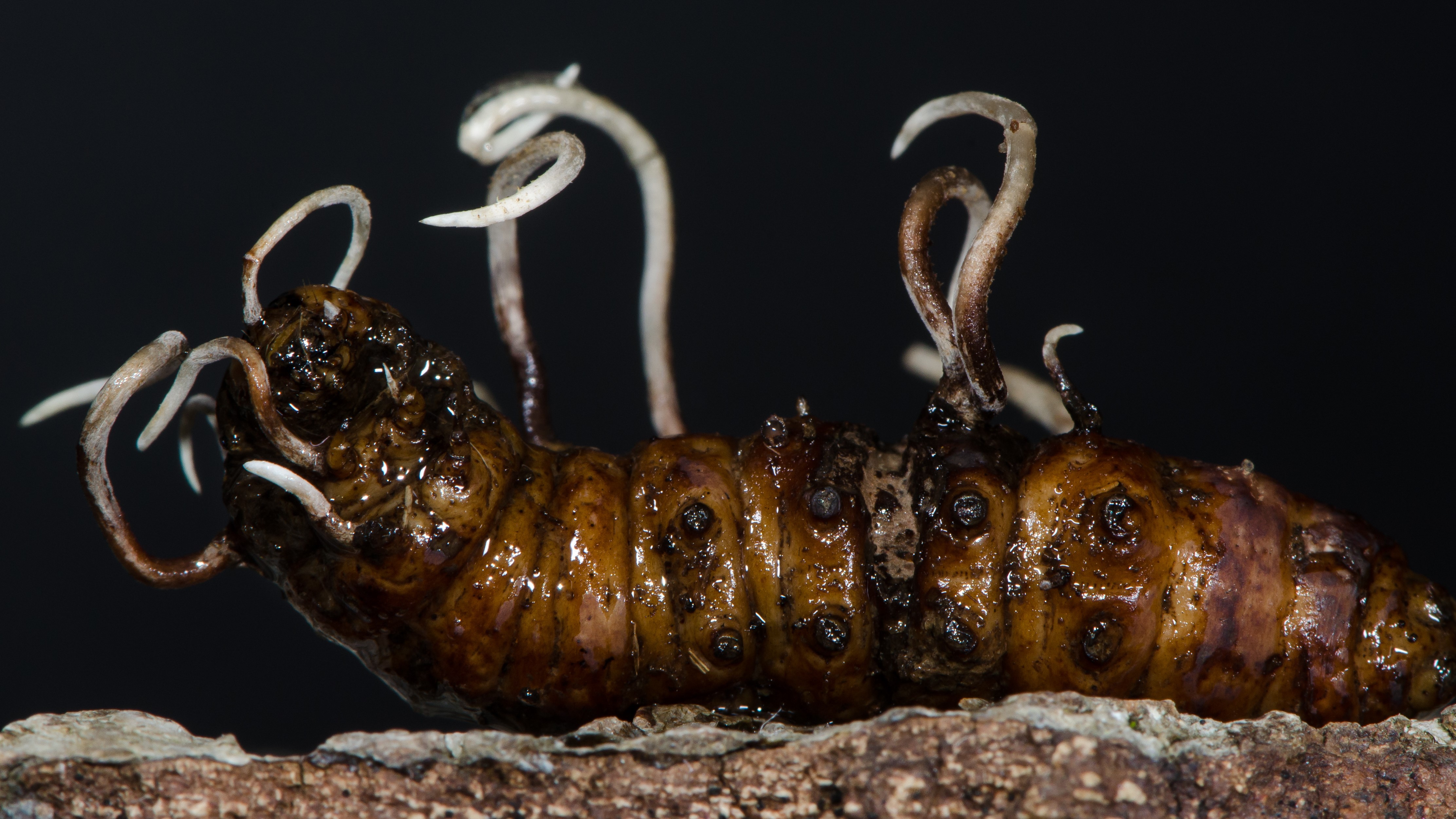 The parasitic fungus cordyceps entomorrhiza emerging from body of larva of beetle in the family Cerambycidae on a piece of bark with a black background