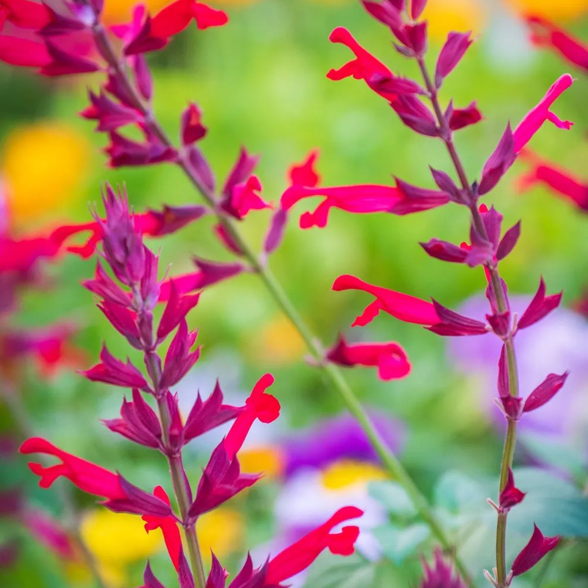 Pink salvia