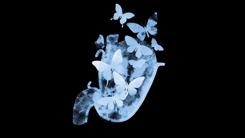an illustration in an x-ray style of butterflies flying around a stomach