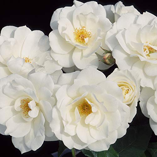 Heirloom Shrub Roses, Live Own Root Plant for Outdoor Garden, Iceberg&amp;reg;, Lightly Fragrant, Hardiness Zones: 5-10, Continual Blooming