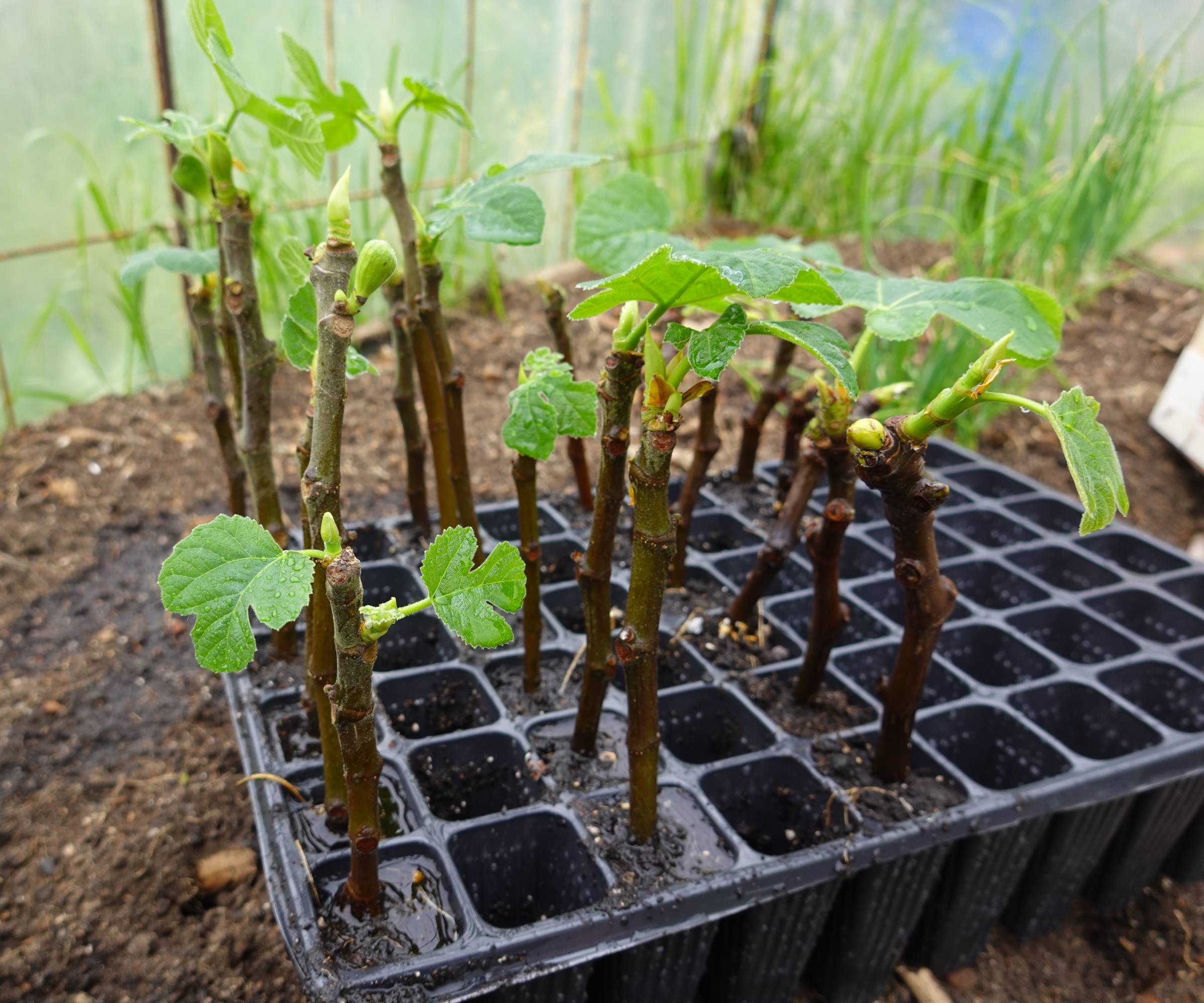 Many fig cuttings growing leaves in a plug pot