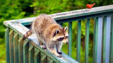 Raccoon and cardinal on the wooden railing of a backyard deck