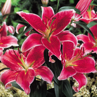 Stargazer lilies at Suttons