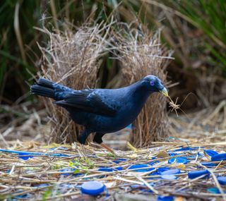 A bowerbird stands in front of its bower structure with a mite in its mouth.