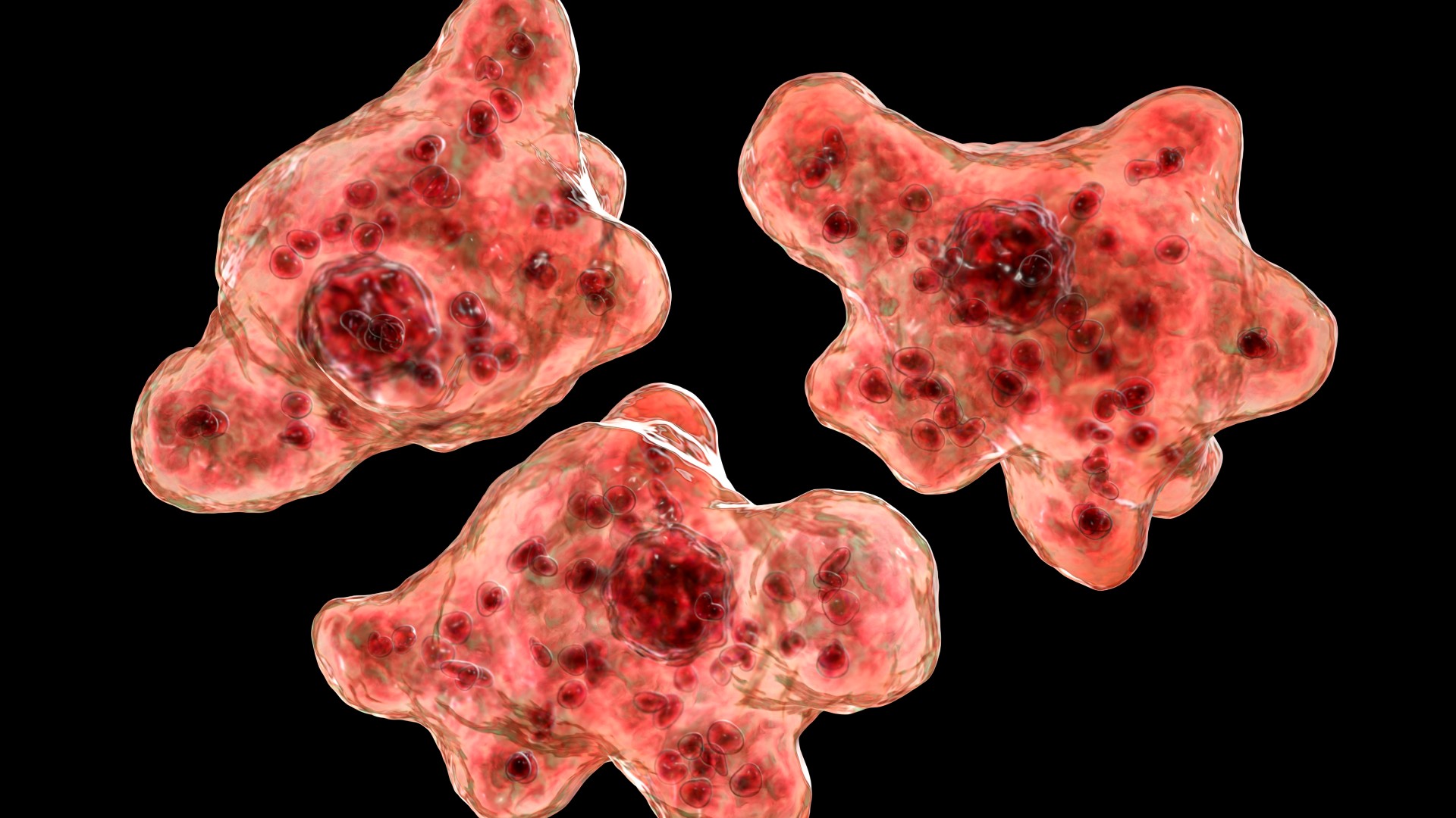 Three red, irregularly-shaped blobs are shown clustered against a black background. Smaller, darker red blobs can be seen within the main blobs.