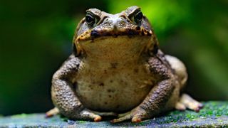 Taiwan is currently fighting to contain an invasion of toxic cane toads (Rhinella marina).