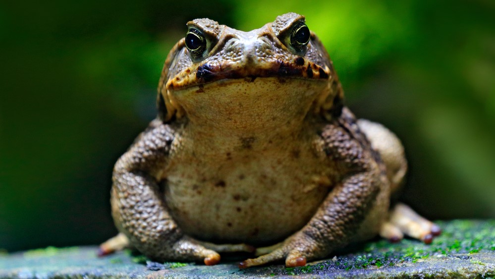 Taiwan is currently fighting to contain an invasion of toxic cane toads (Rhinella marina).