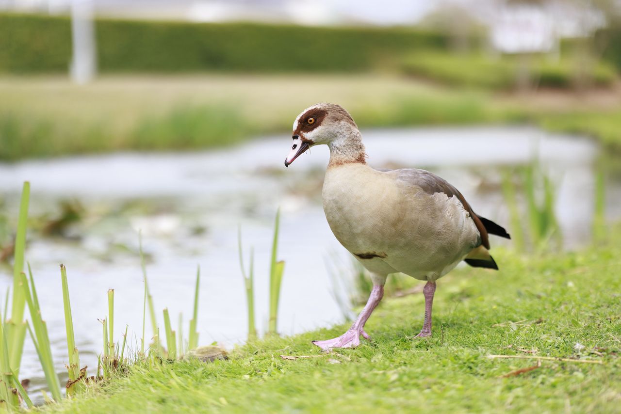 Goose alongside a river on a cloudy day, taken with the Canon RF 85mm F1.4L VCM lens