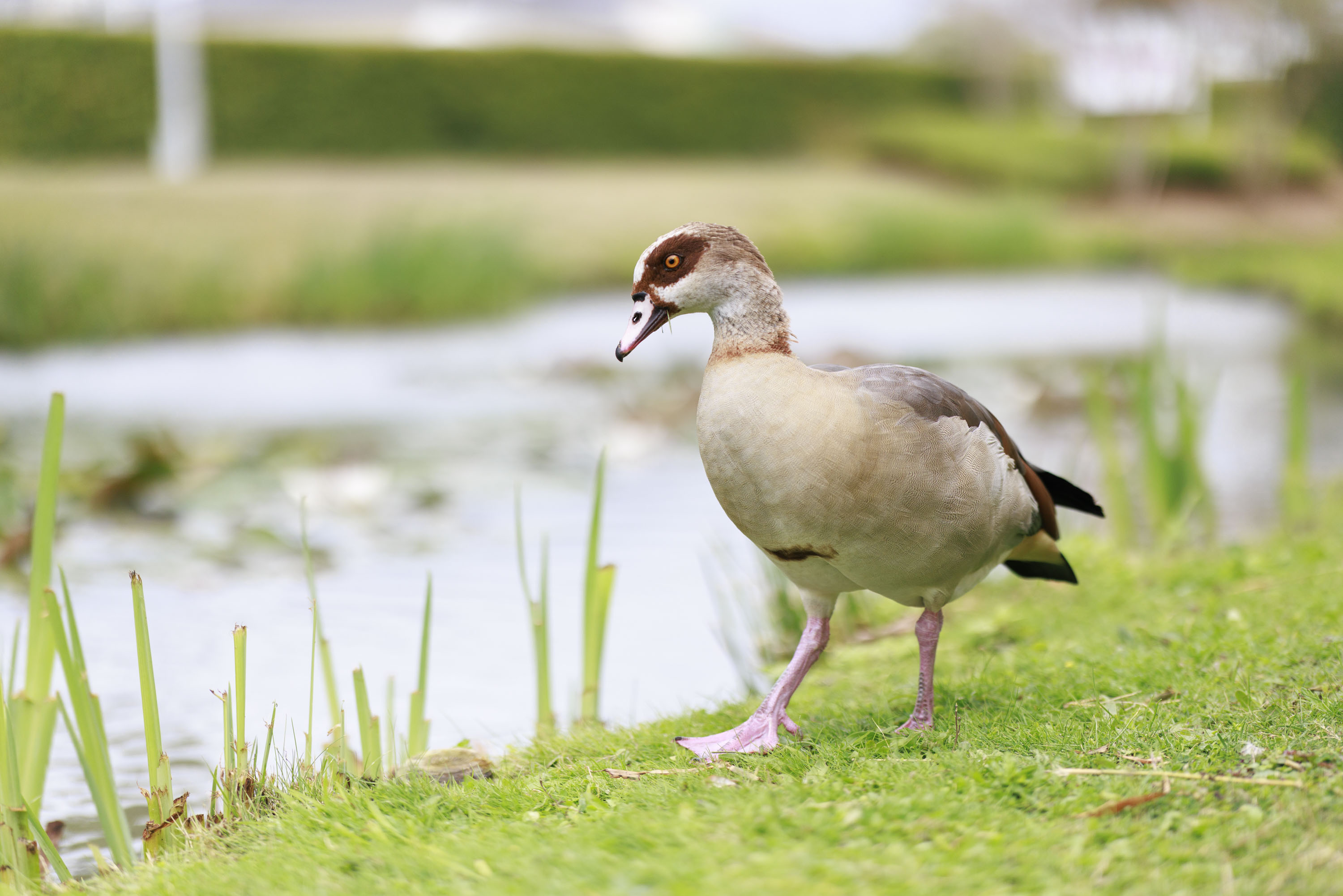Goose alongside a river on a cloudy day, taken with the Canon RF 85mm F1.4L VCM lens