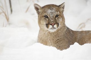 cougar in snow