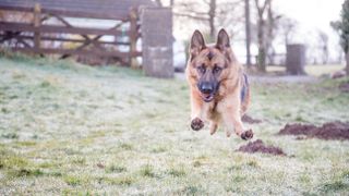 German Shepherd