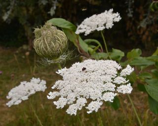 white flowering wild carrot, also known as Queen Anne's Lace