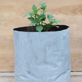 potato plant growing in a bag