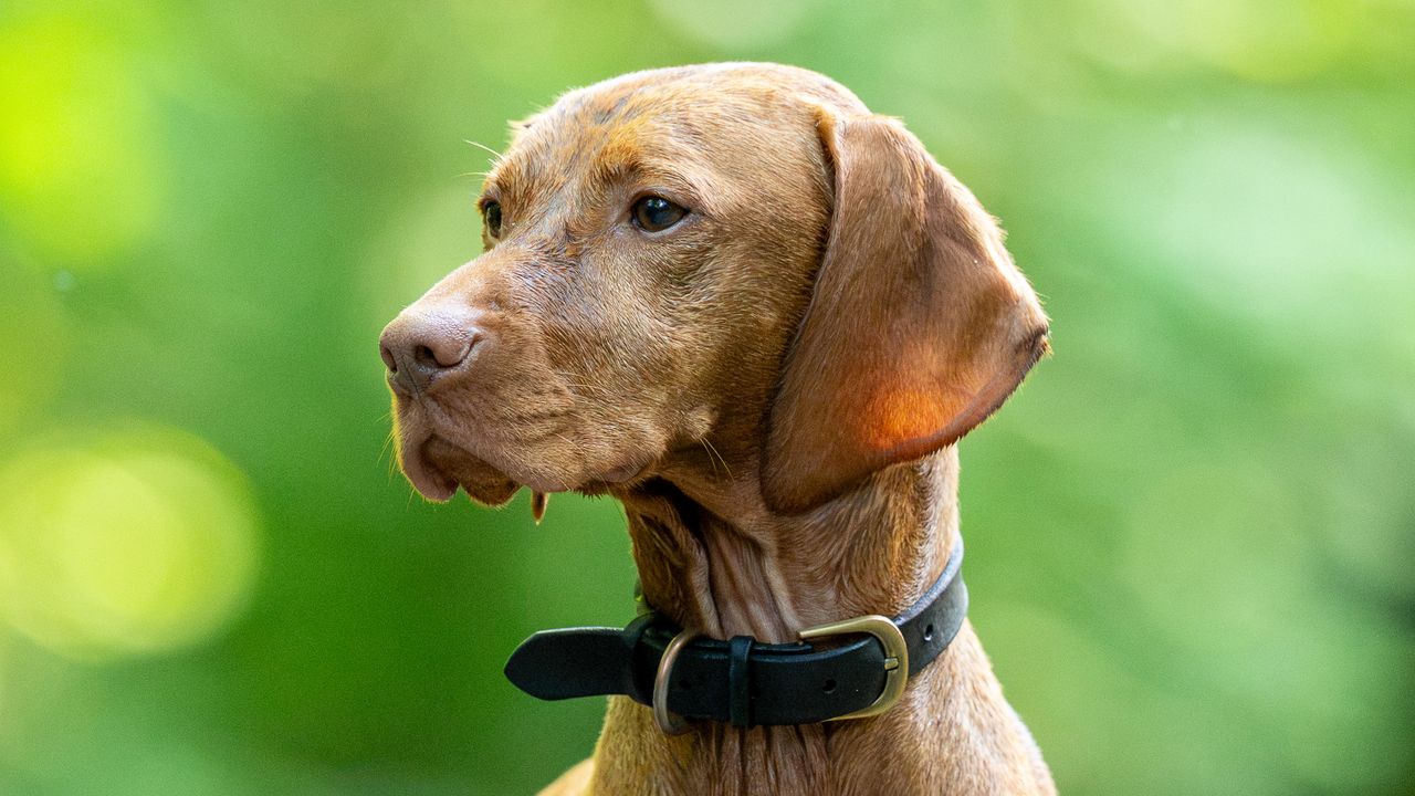 brown dog looking to the side