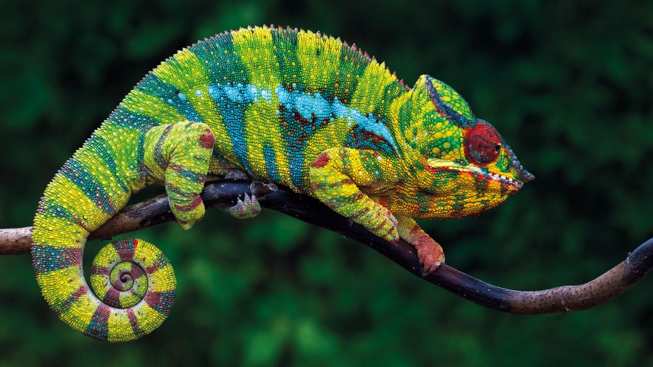 190110-chameleon.jpg