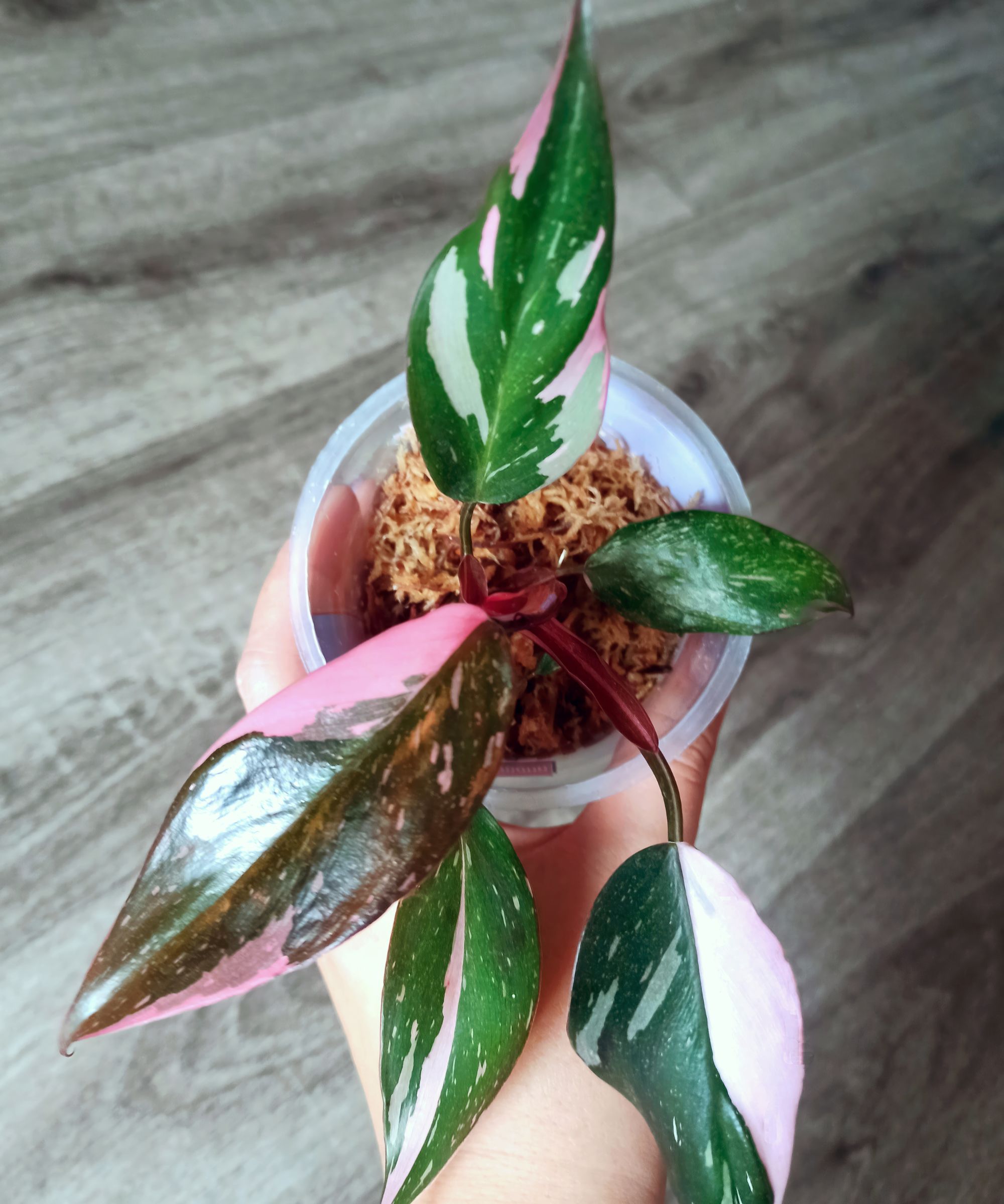 Liubov Kondrateva/Philodendron Pink Princess