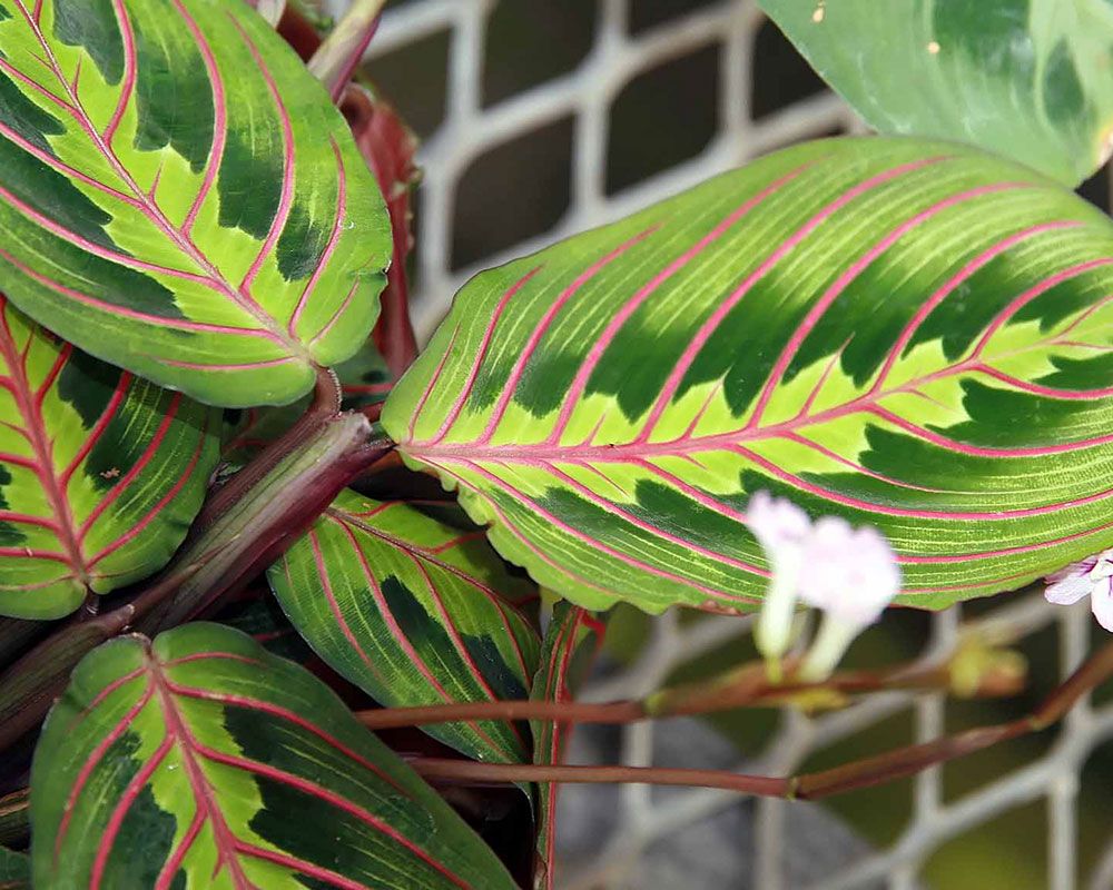 pet-friendly houseplants