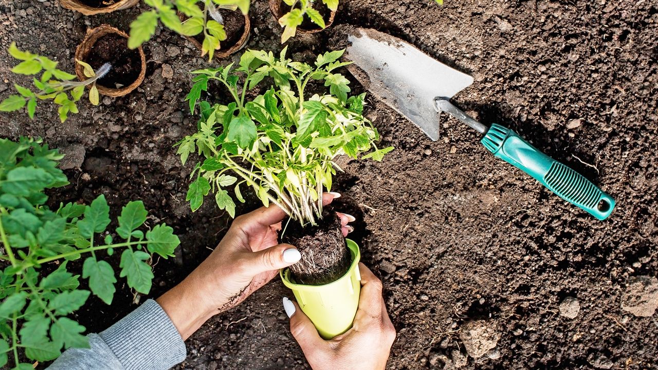 Planting young plants in the garden soil