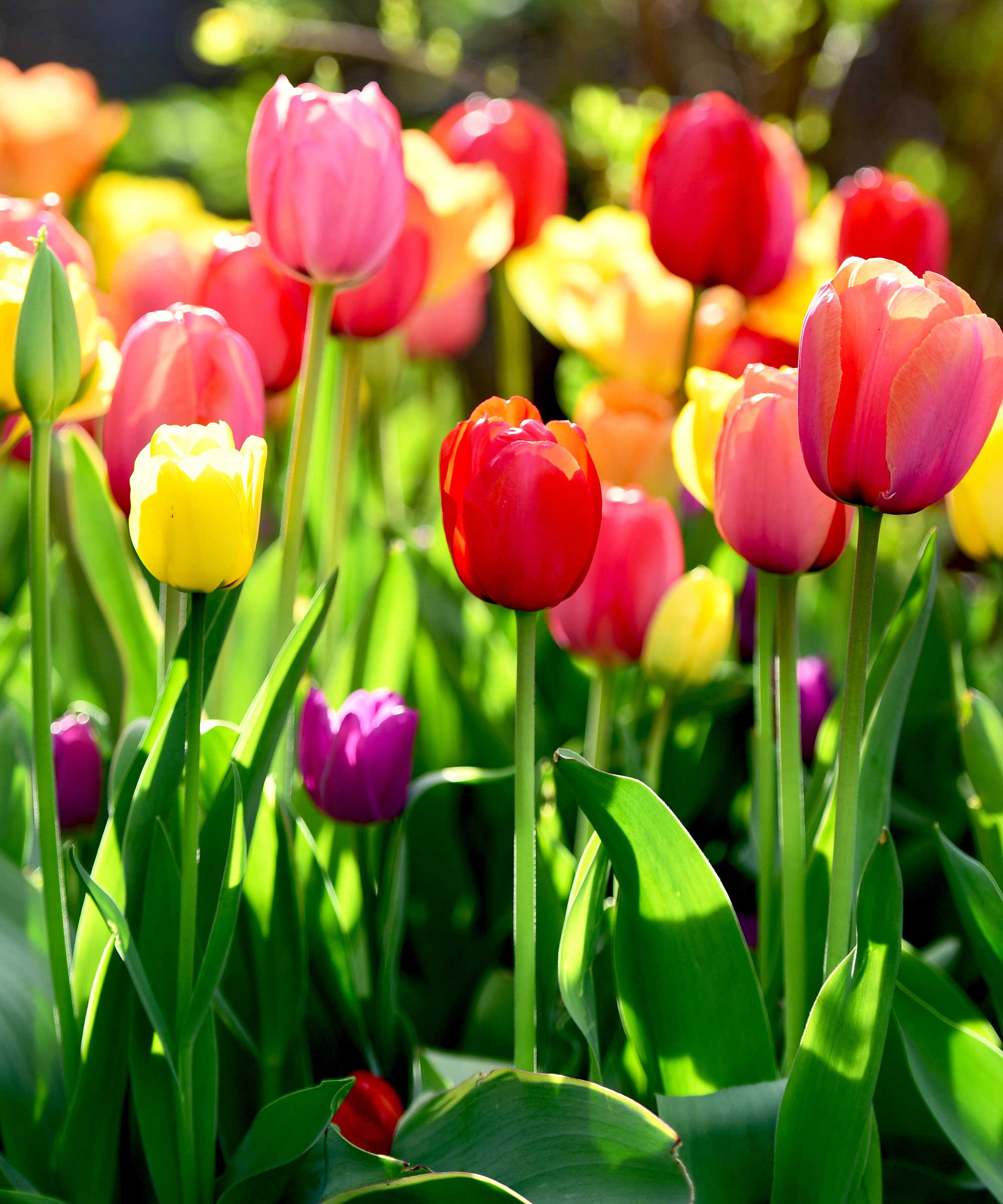 colorful tulips