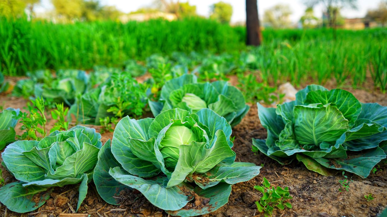 vegetable patch with cabbages