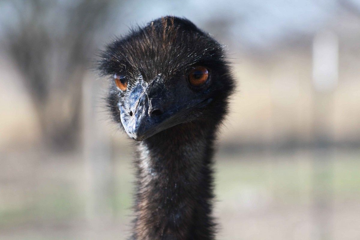 emu_publicdomain_emubeak-109174.jpgd_.jpg