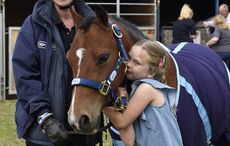 rspca-feature.jpg