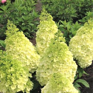 Moonrock® Panicle Hydrangea