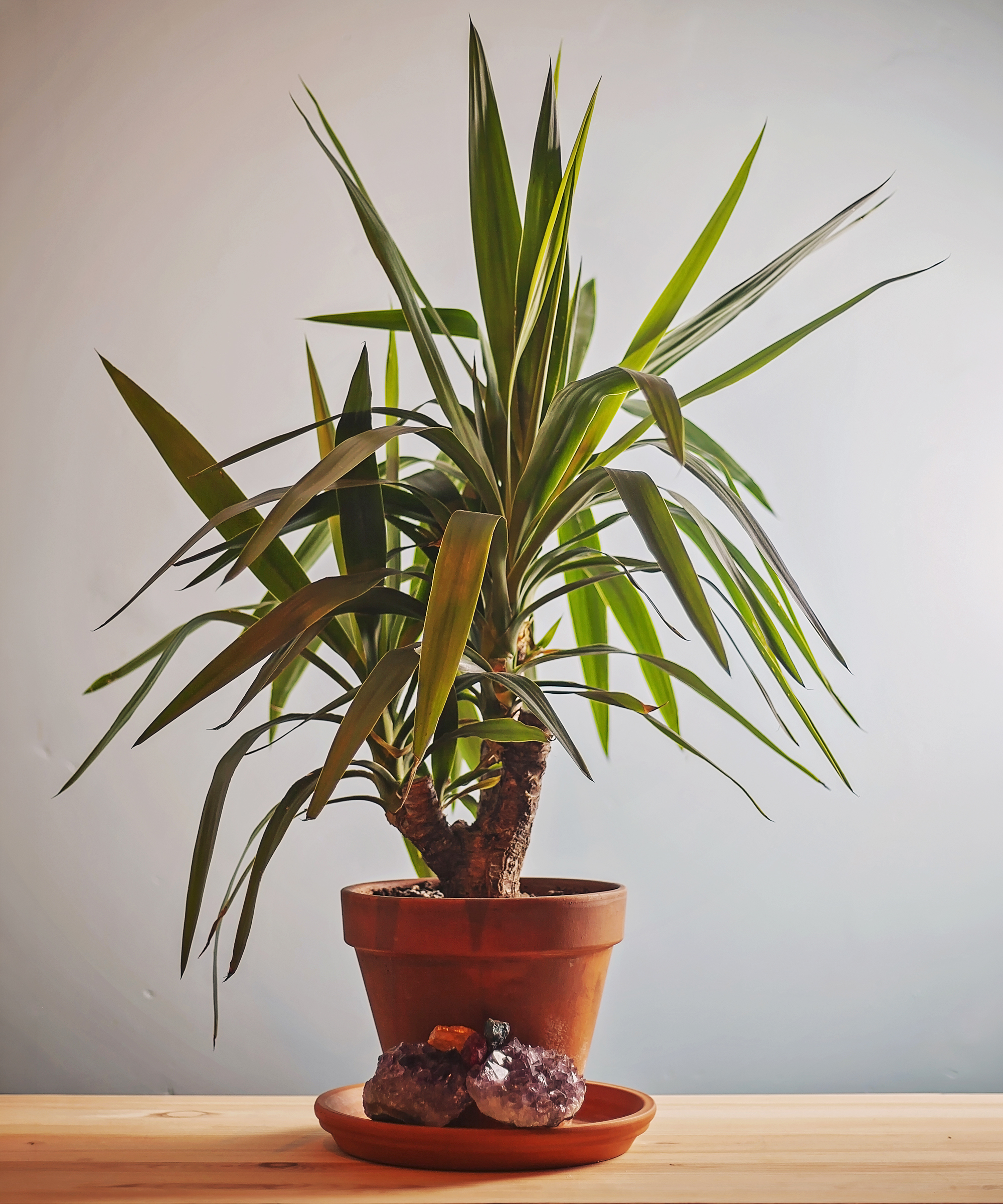 Yucca houseplant in a terracotta plant pot. The species is spineless yucca (Yucca gigantea, formerly Yucca elephantipes)
