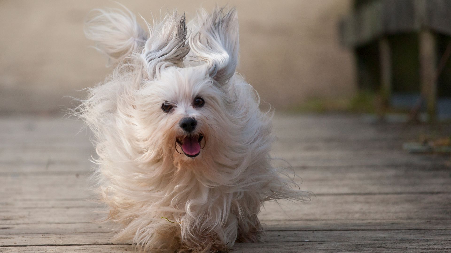 Havanese dog outside running towards camera