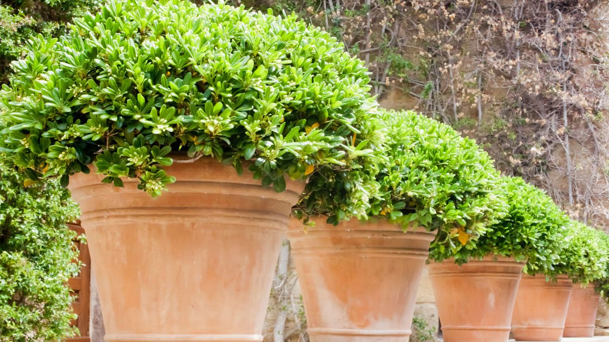 These 5 Fast-Growing Plants Hide AC Units Beautifully and Reduce Sound – Without Blocking Airflow