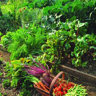A vegetable patch in the garden with a basket full of veg