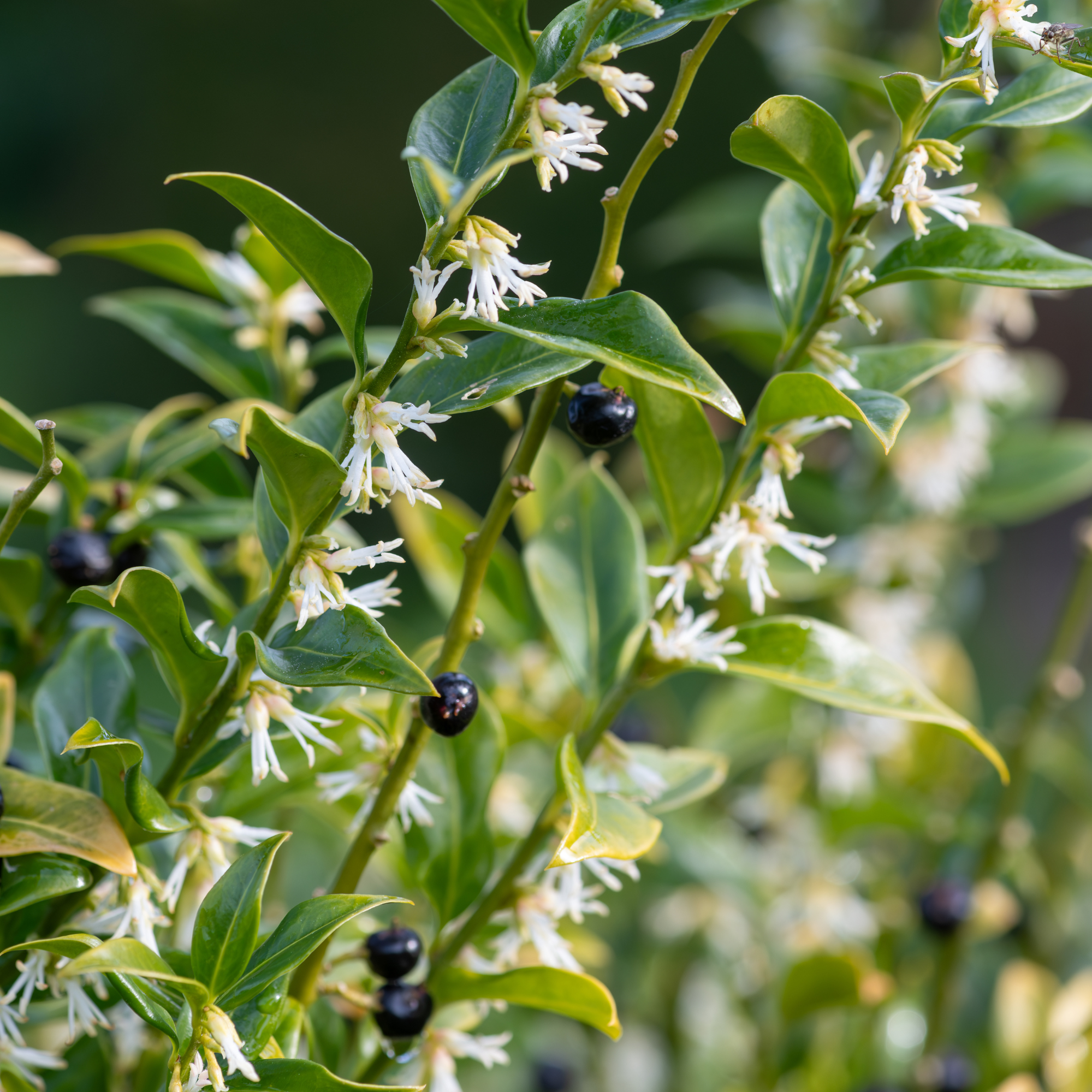 Close up of sweet box shrub.