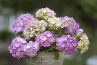 Full bloom Hydrangeas in a container pot