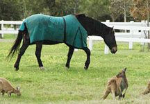 horses_grazing_in_oz.jpg